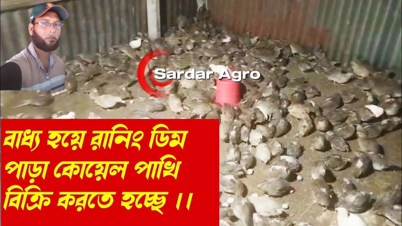 বাধ্য হয়ে রানিং ডিম পাড়া কোয়েল পাখি বিক্রি করতে হচ্ছে || Quail Farm.