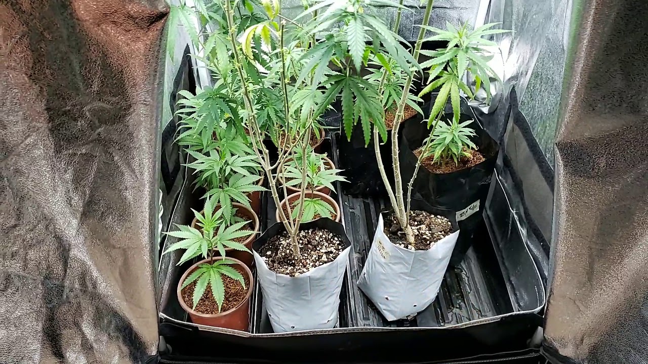 A Thee Secret Garden update 5/1/2019