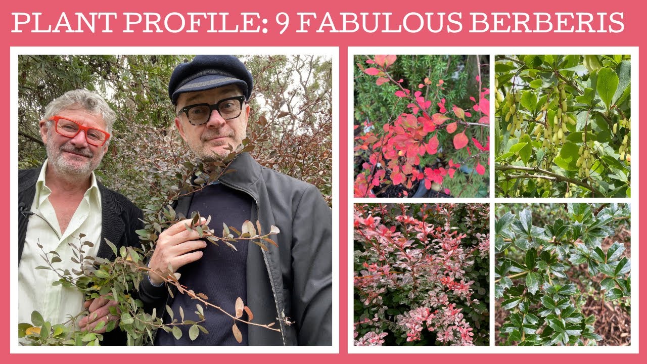 Plant Profile: Berberis - nine fabulous examples