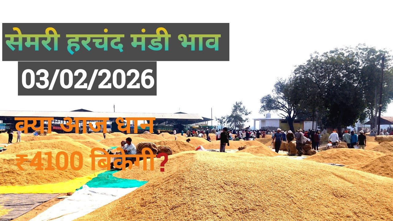 सेमरी हरचंद कृषि उपज मंडी में धान की नीलामी | आज का लाइव भाव ।#SemariHarchandMandi#LiveMandi #live 