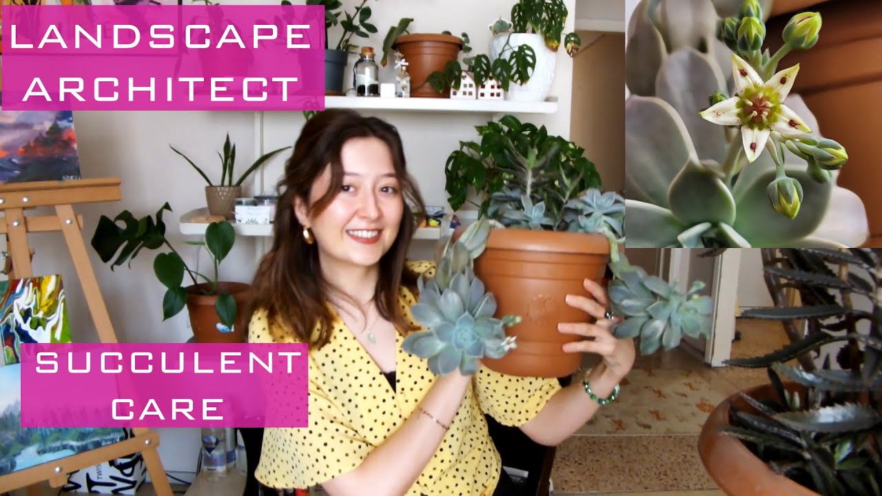 Succulent Care | My succulent flowered!