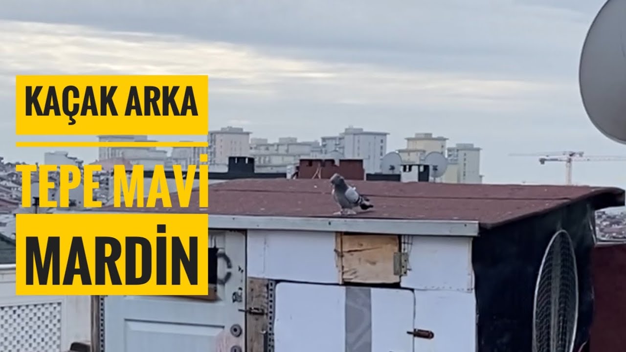 KAÇAK ARKA TEPE MAVİ MARDİN 