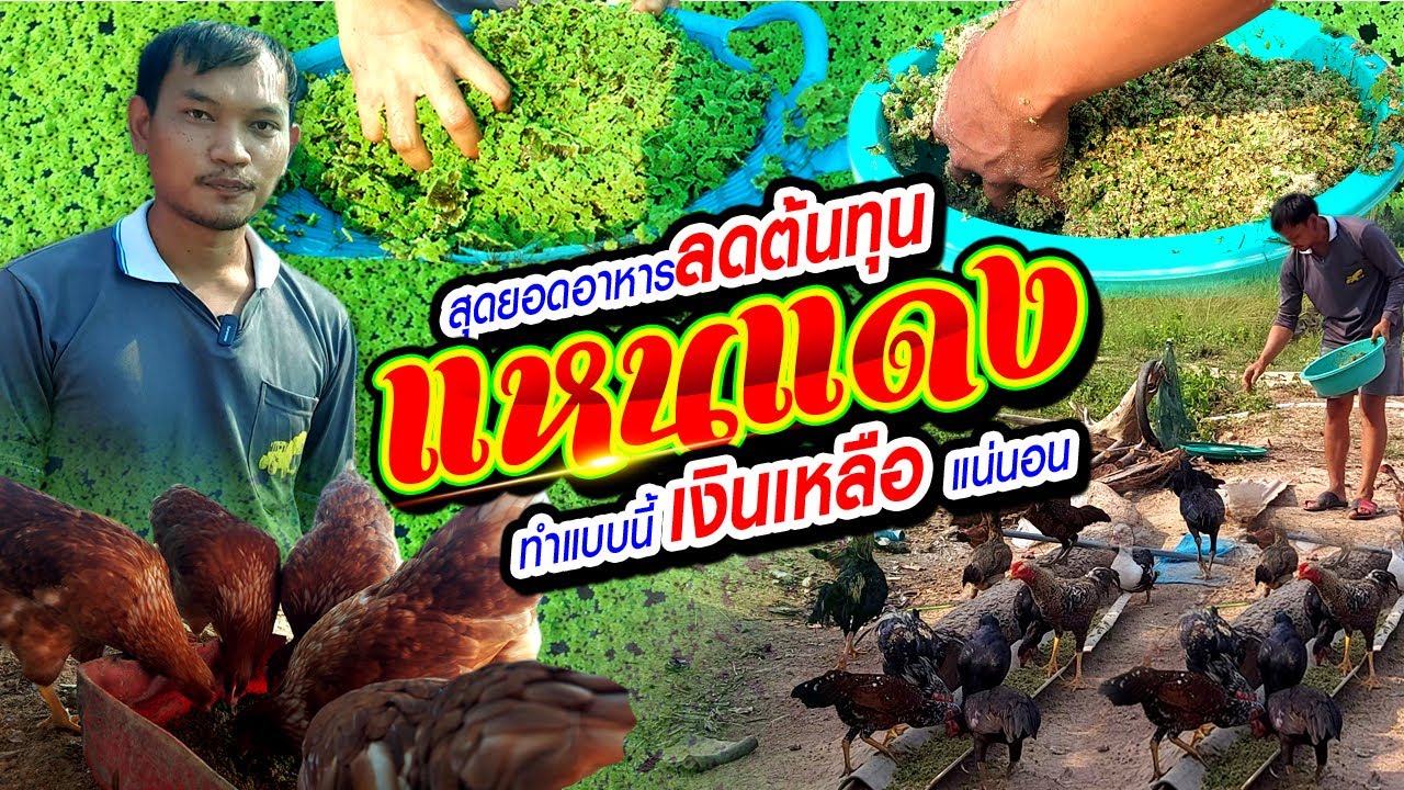 แหนแดง สุดยอดอาหารลดต้นทุน ทำแบบนี้เงินเหลือแน่นอน