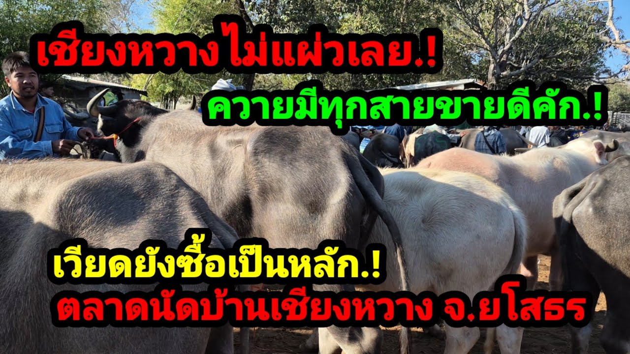 ราคาควายวันนี้ เปิดราคาควายล่าสุดวันนี้สำรวจราคาควายตลาดนัด#เปิดราคาควายน่าซื้อ#ซื้อขายควายน่าเลี้ยง