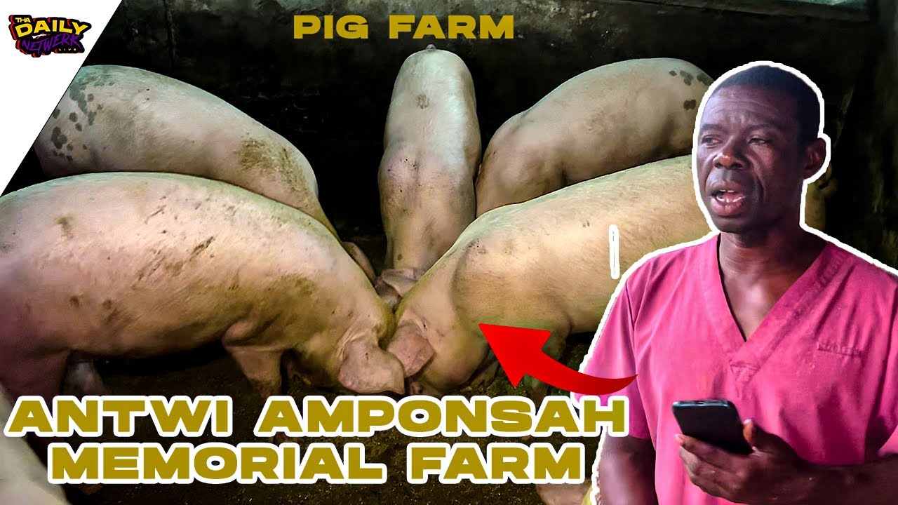 Day in the Life of a Pig Farmer | How to start | ANTWI AMPONSAH MEMORIAL FARM| Pig Farming in Ghana
