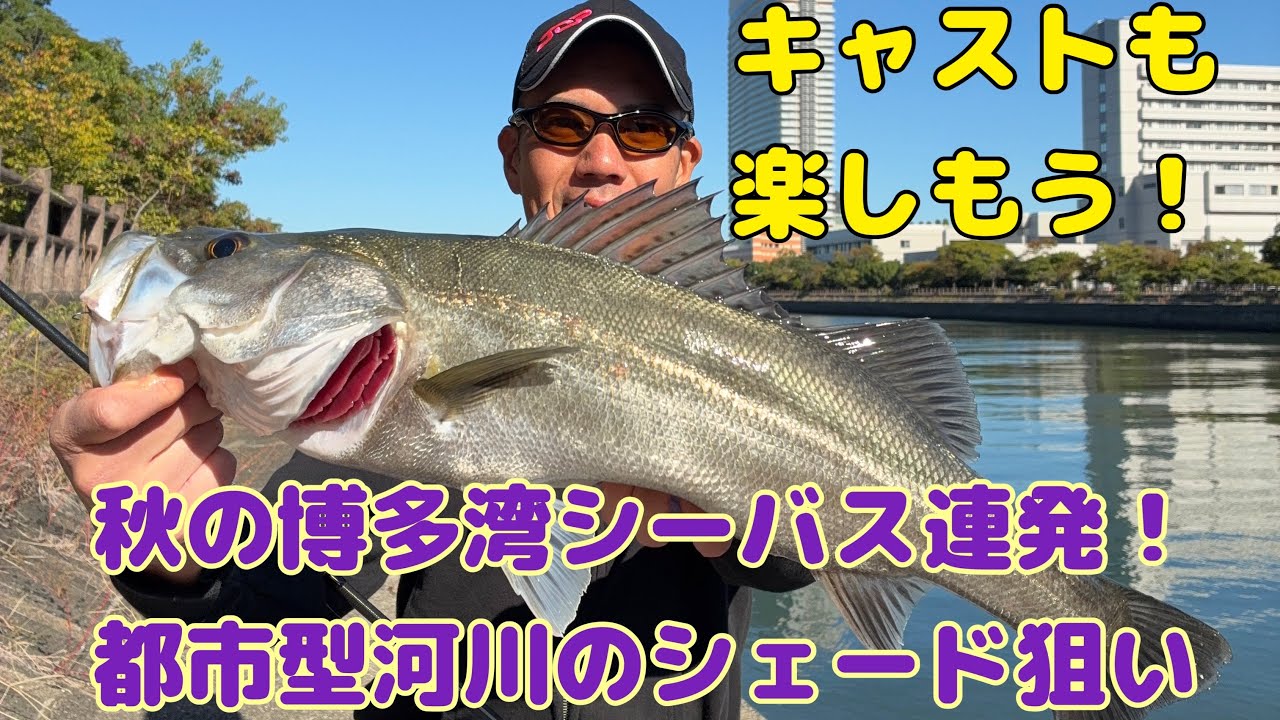 秋の博多湾シーバス連発！都市型河川のシェード狙い