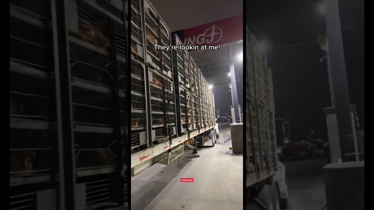 They&rsquo;re Going To The Nicest Farm But&hellip;&hellip; #chickens #transport #trucking #trailer