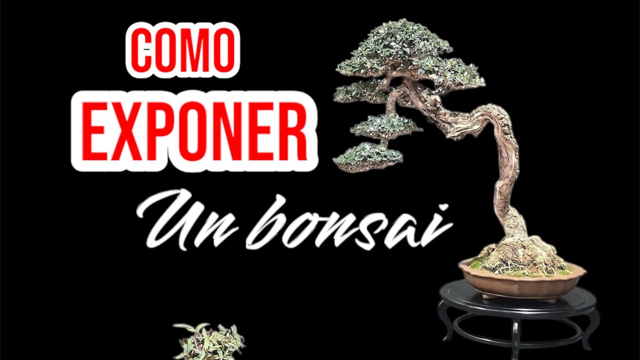 COMO EXPONER un BONSAI