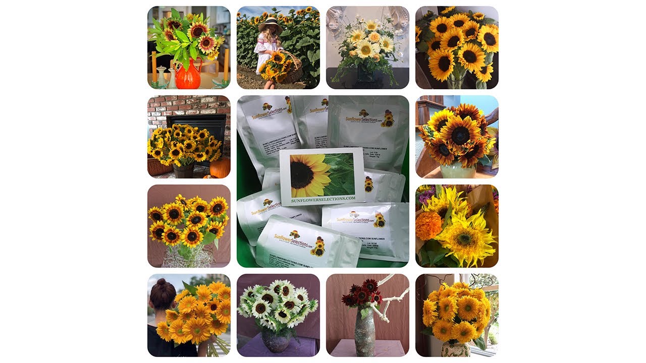 Quality Non-GMO Seed For Perfect Sunflowers