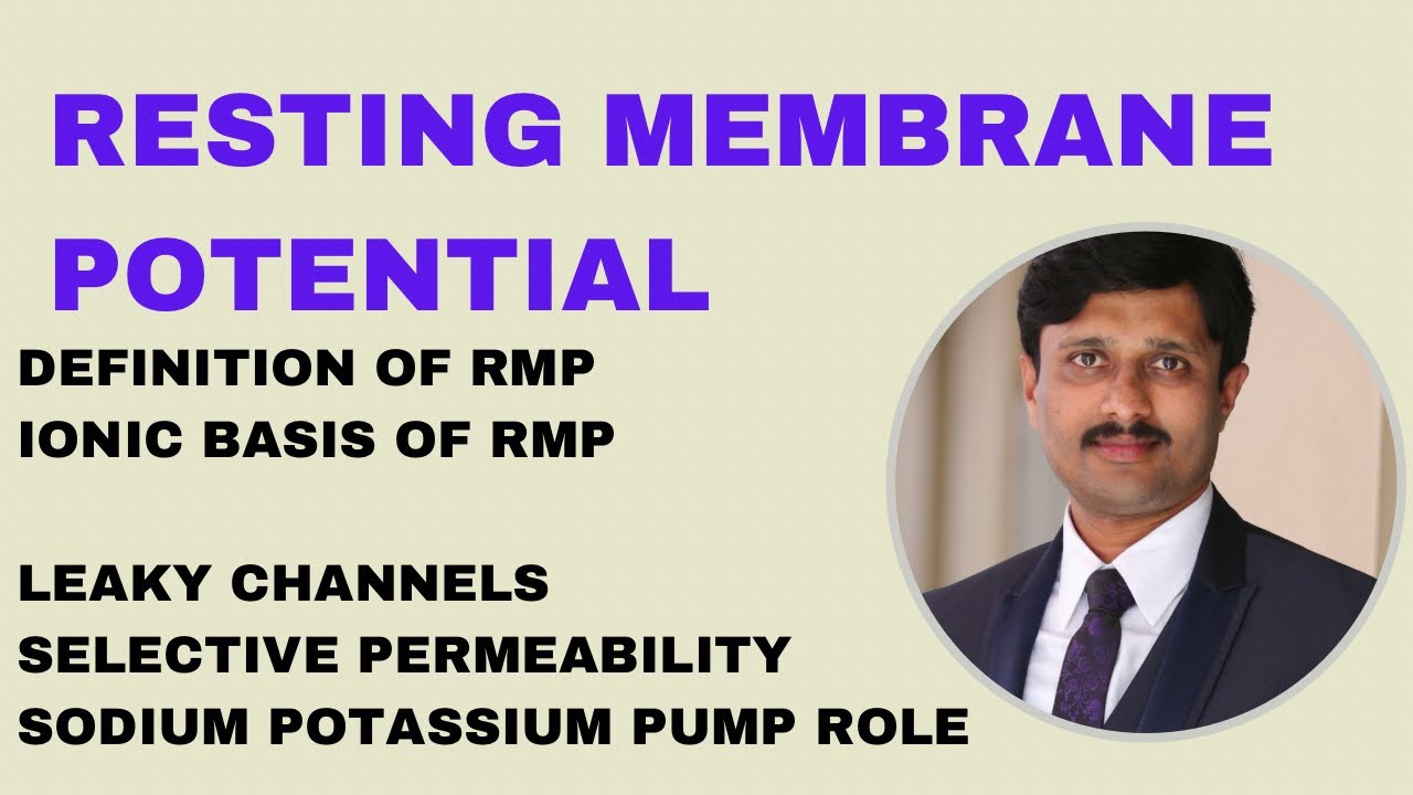 Resting Membrane Potential / RMP