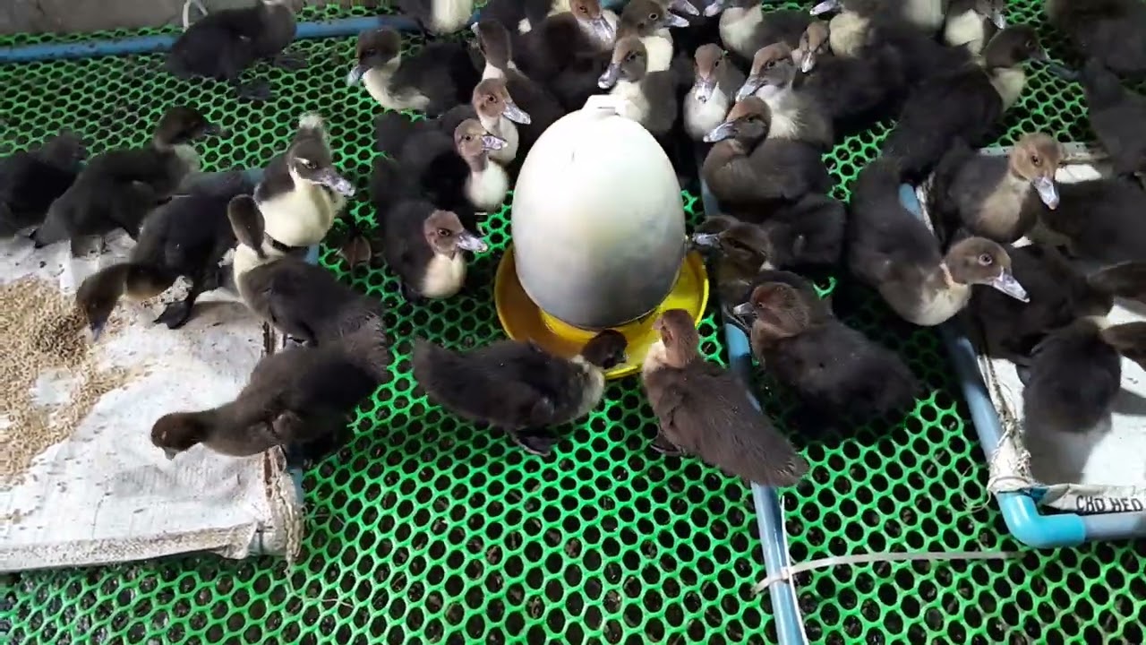 Quy trình nuôi vịt Xiêm Pháp trên sàn từ A tới Z | Chăn nuôi độc lạ