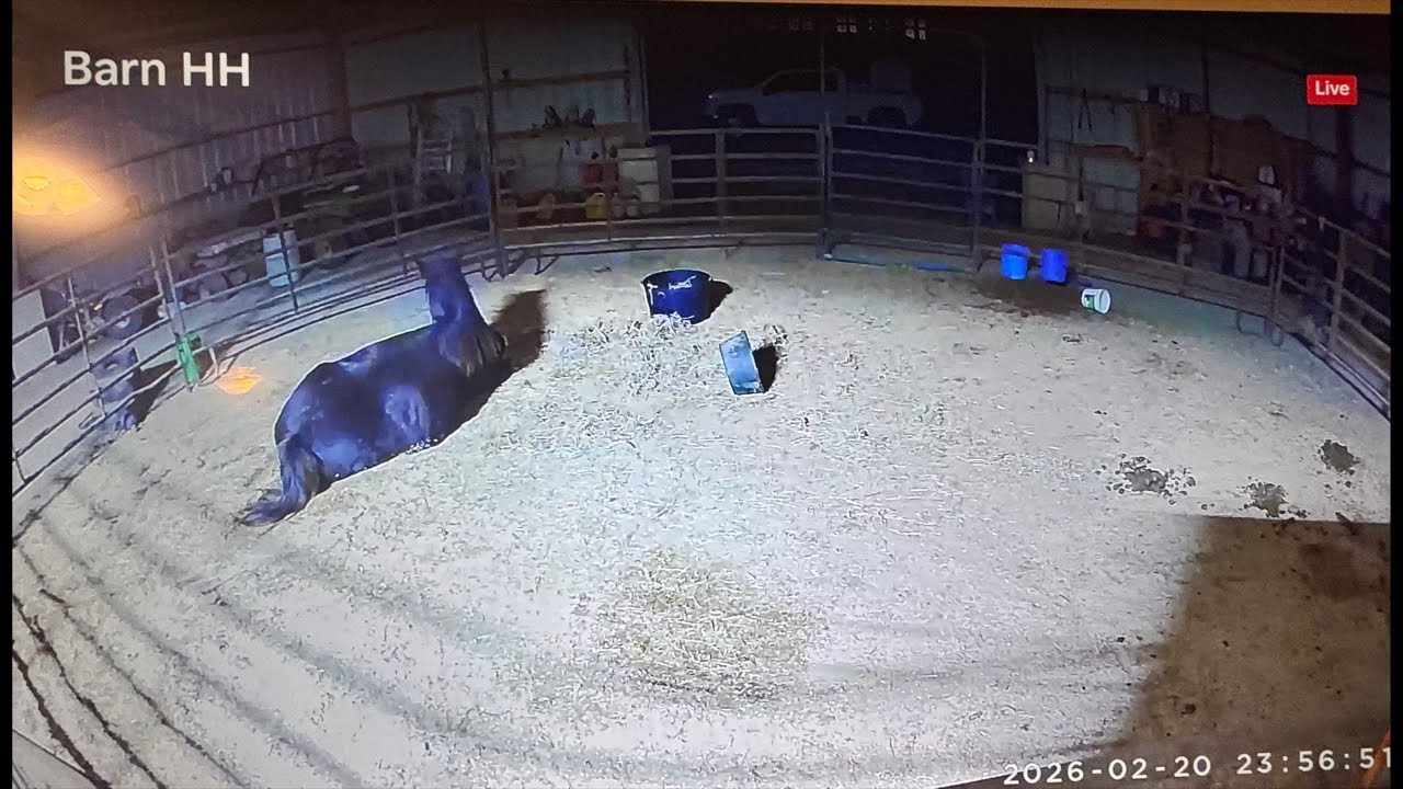 Foal Watch LIVE CAM | Beauty 334 Days