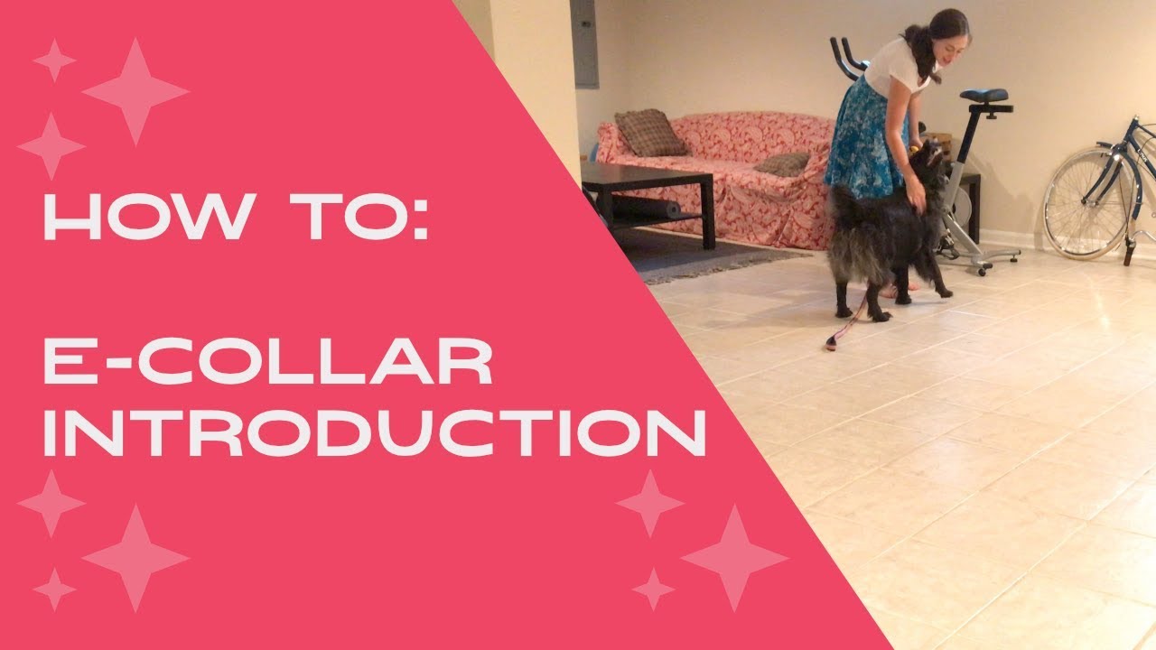 E-Collar 101: Introduction