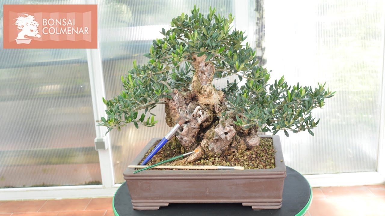 Protegemos la madera en un olivo - Bonsai Colmenar
