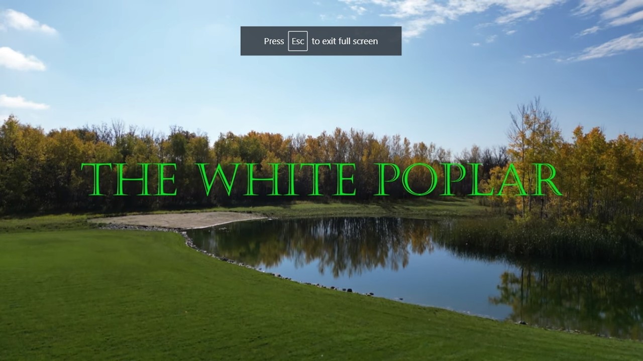 the white poplar