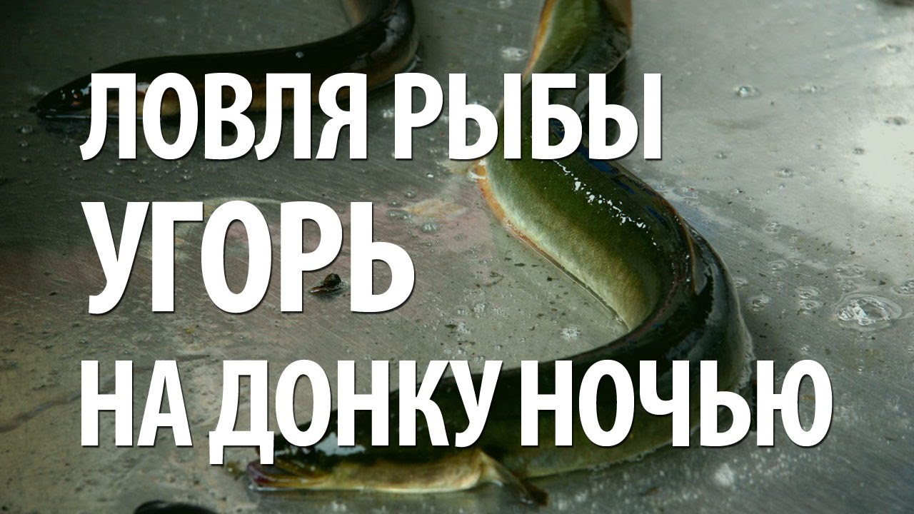 ЛОВЛЯ РЫБЫ УГОРЬ. НОЧНАЯ РЫБАЛКА на УГРЯ и СОМА на ОЗЕРЕ