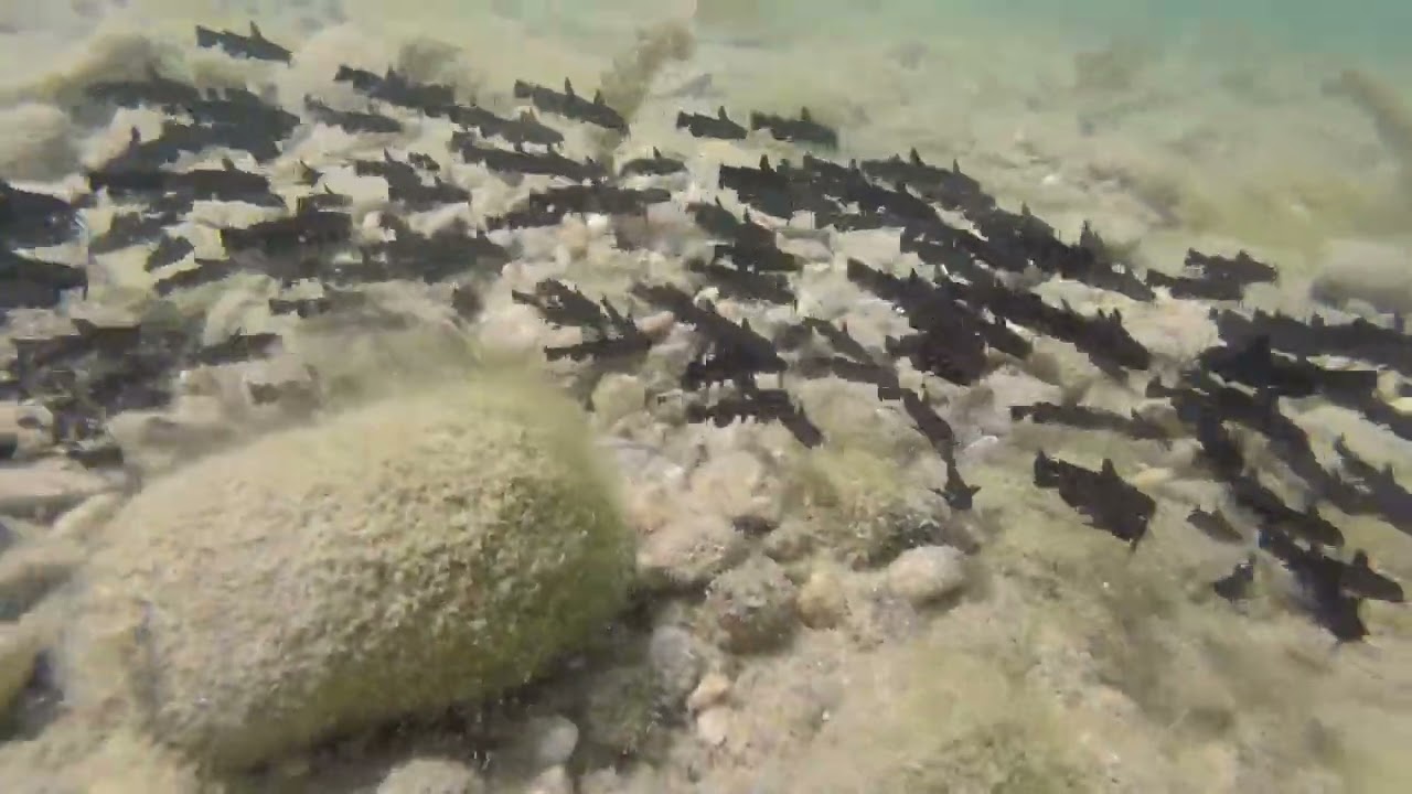 invasion de poissons chats a Miribel