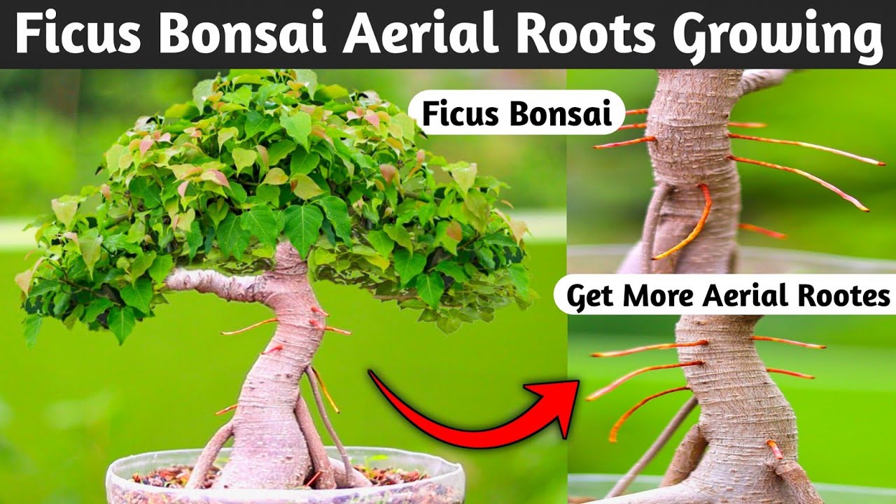 Ficus Bonsai Aerial Roots Growing