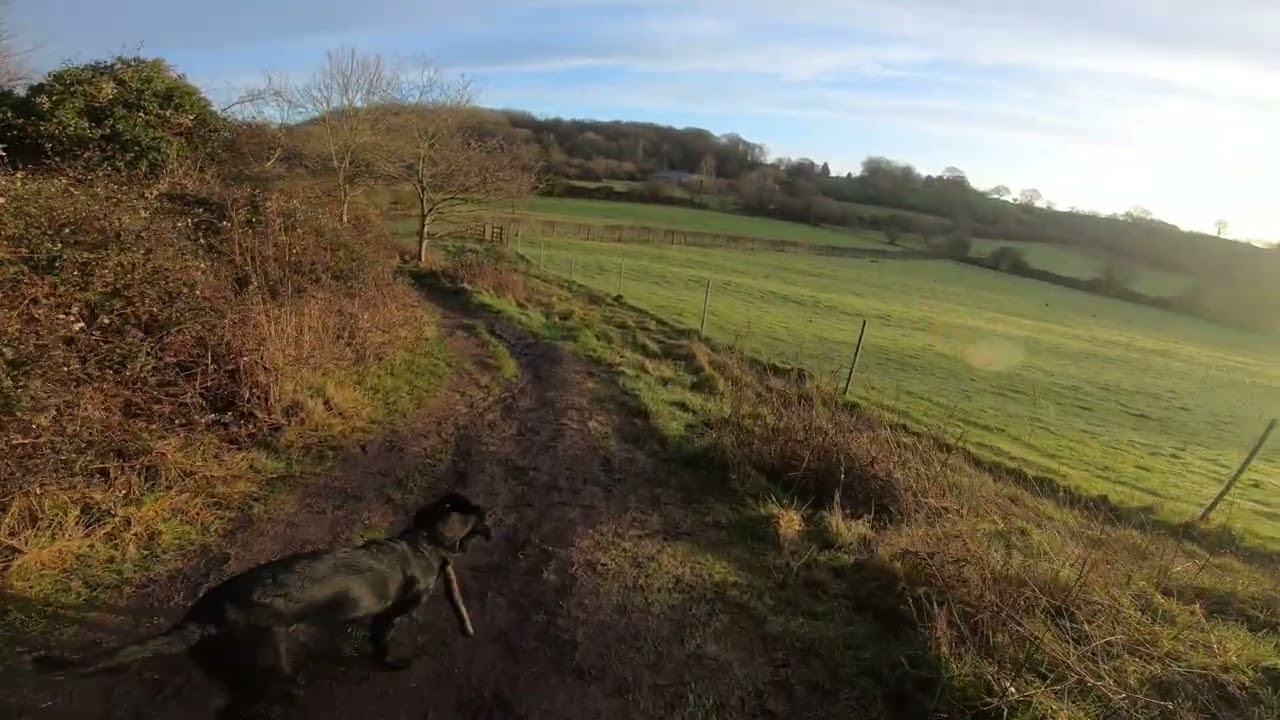 Join me and Ozzy for a mornings walk #black labrador #puppy  #dogwalk #pov #doglife 