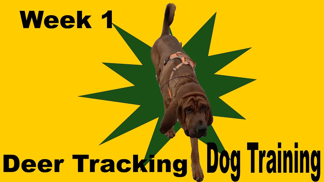 Training Deer Tracking Dogs Week 1