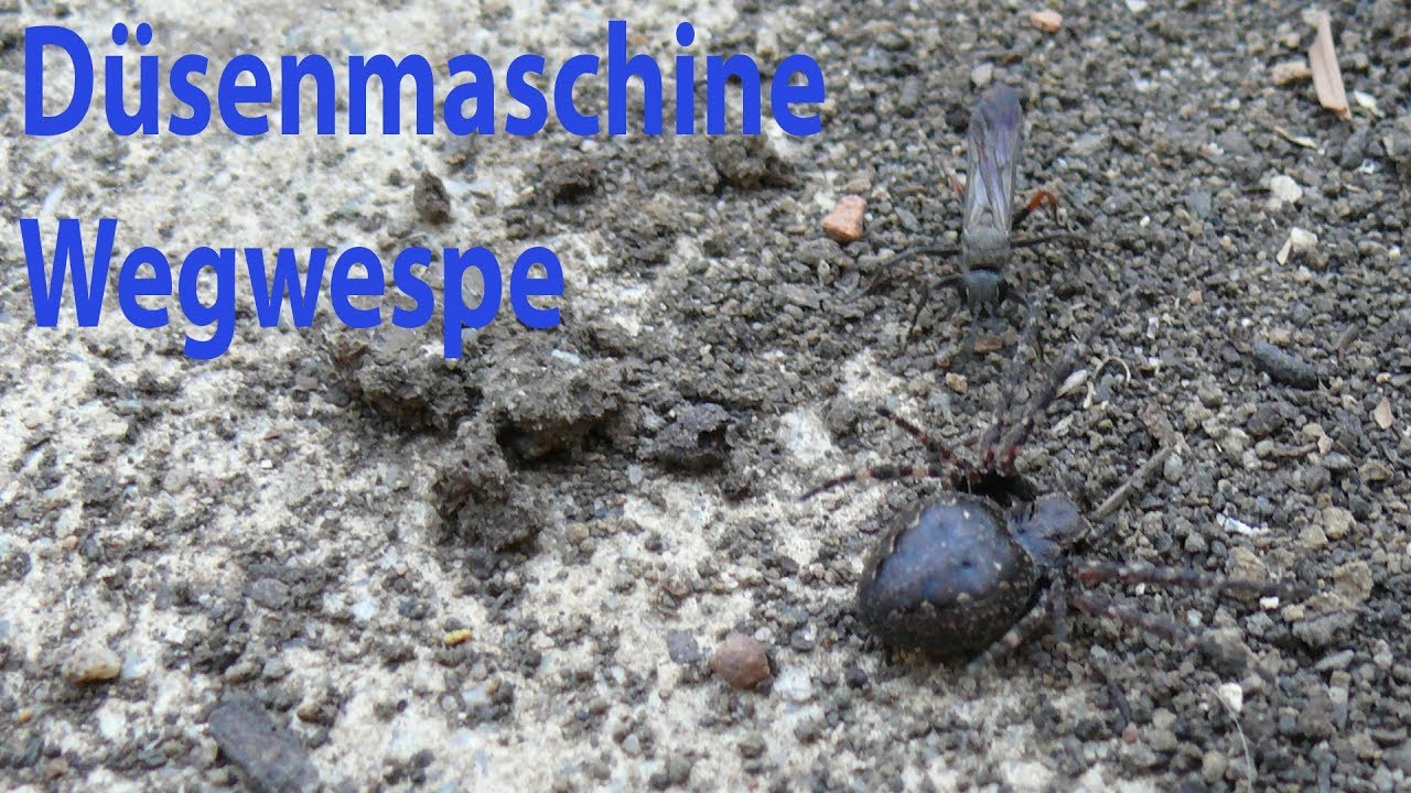 D&uuml;seninsekt Wegwespe