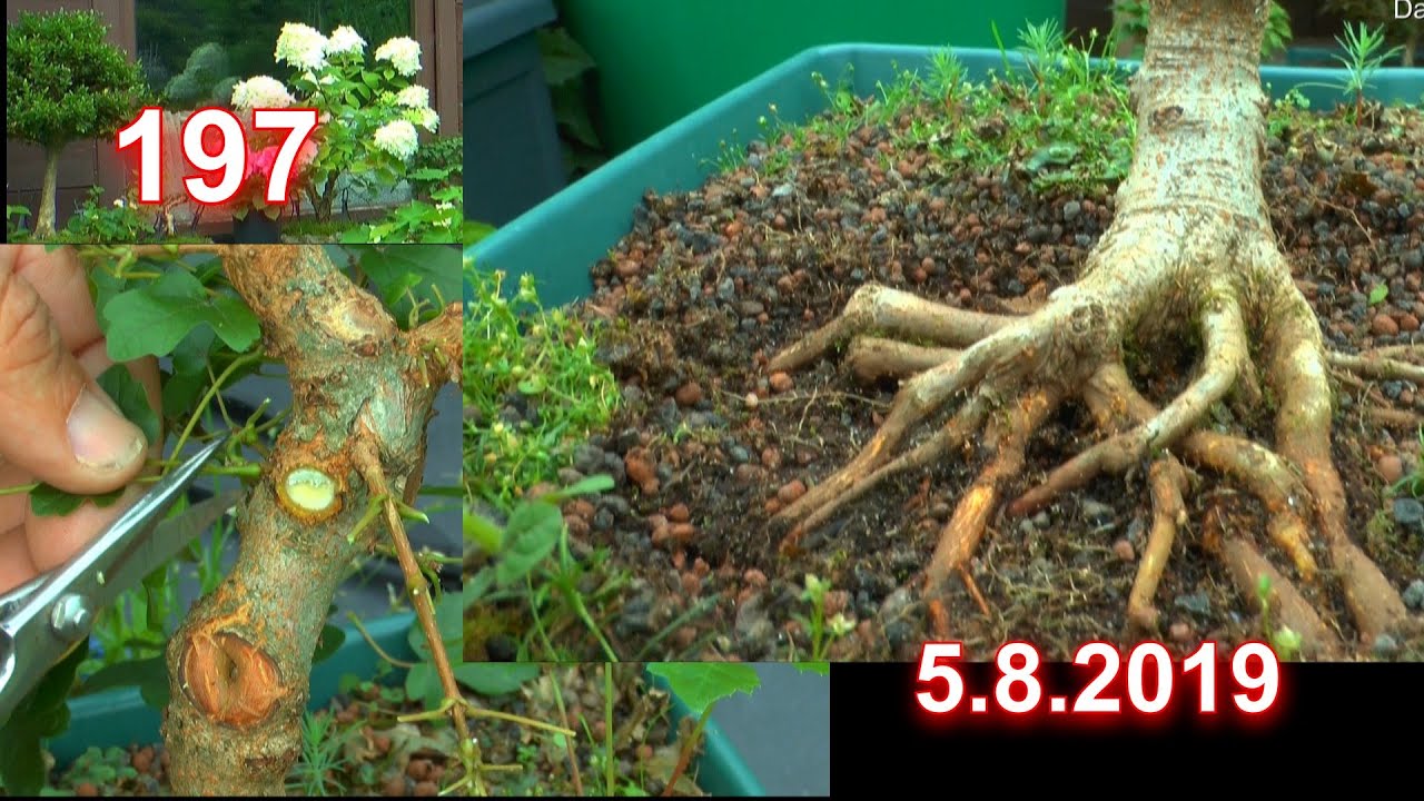 Bonsai für Anfänger wie geht Bonsai welche Möglichkeiten gibt es in der Anzucht Feldahorn geht weite