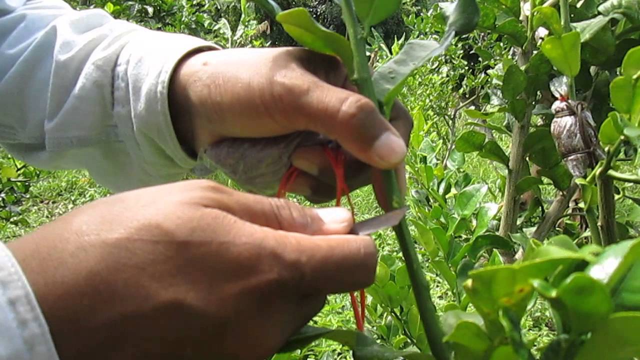 การขยายพันธุ์มะกรูดด้วยวิธีการตอน(kaffir lime propagation by air layering)