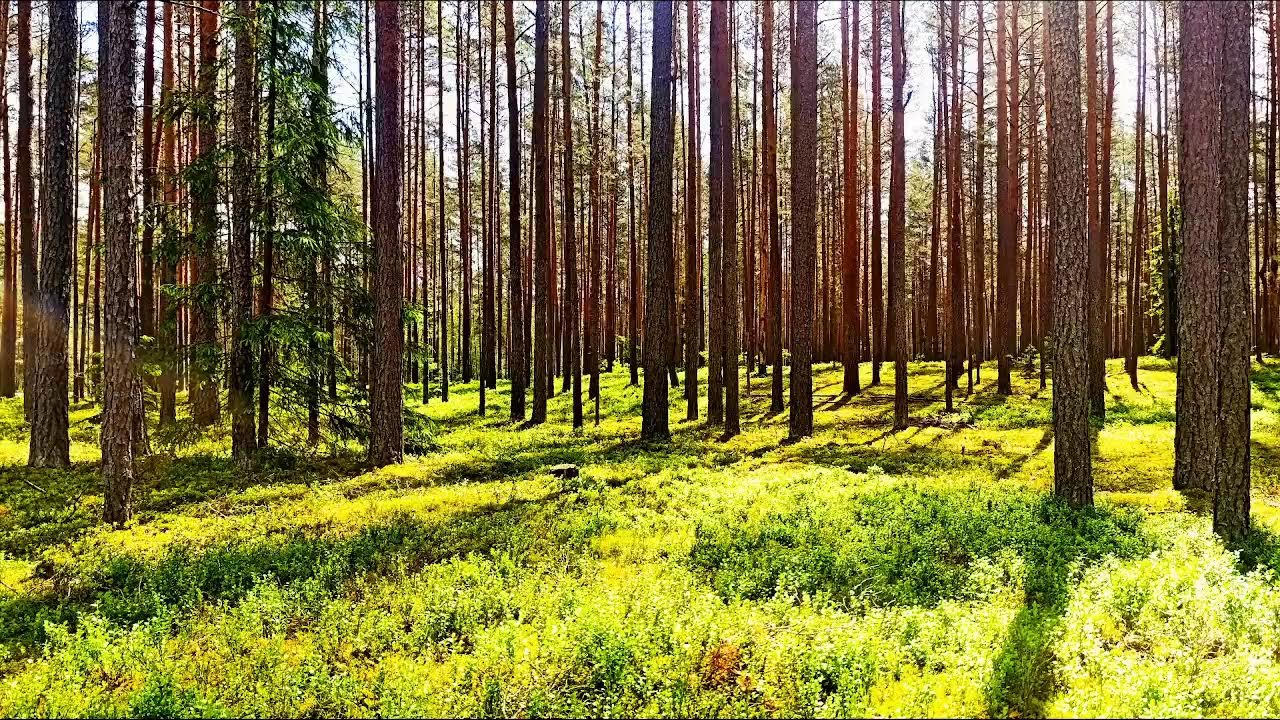 Целебное пение птиц. Крепкое здоровье благодаря звукам природы.