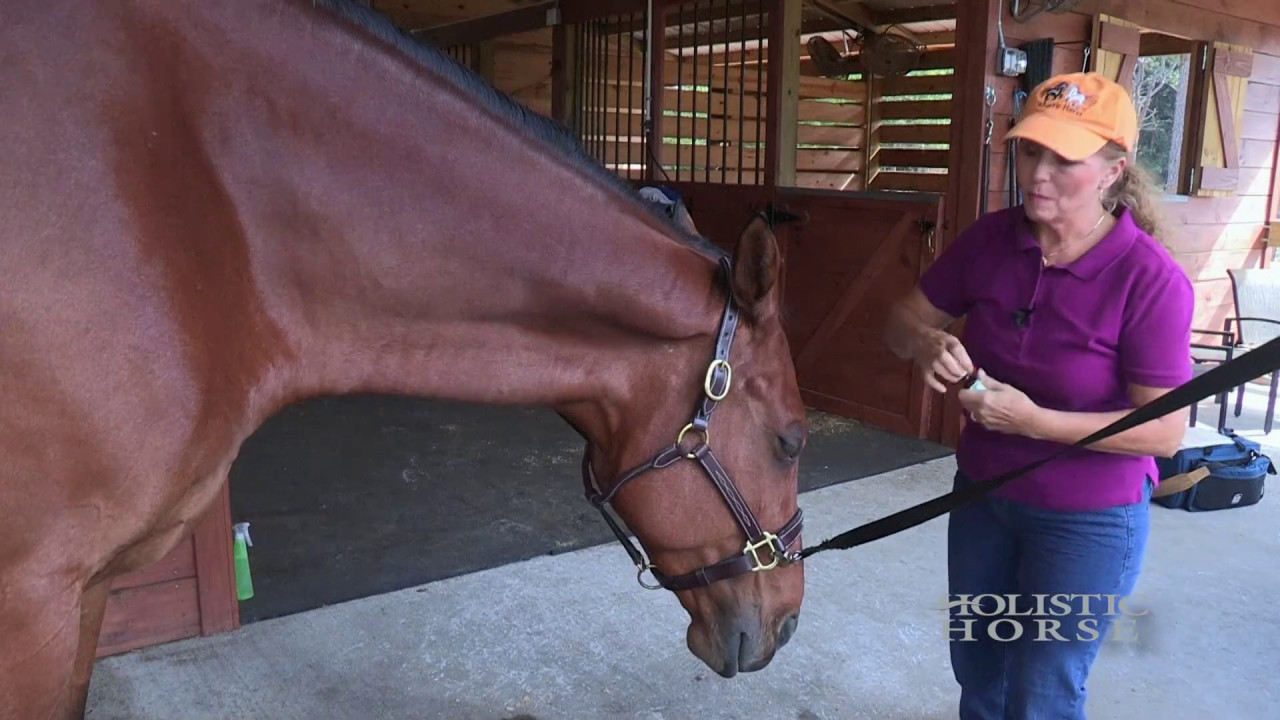 Simple Ways to Calm Your Horse