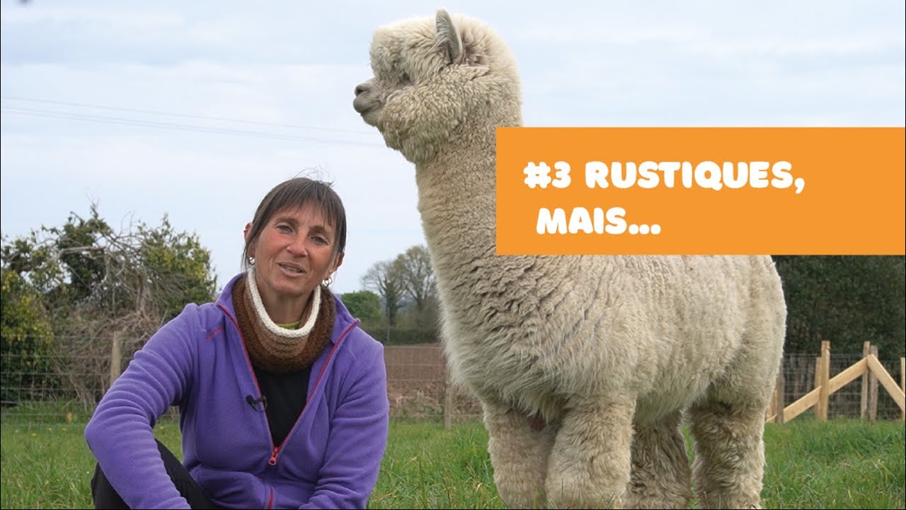 Brèves d'Alpaga #3 RUSTIQUES, MAIS... Les aménagements pour accueillir vos alpagas