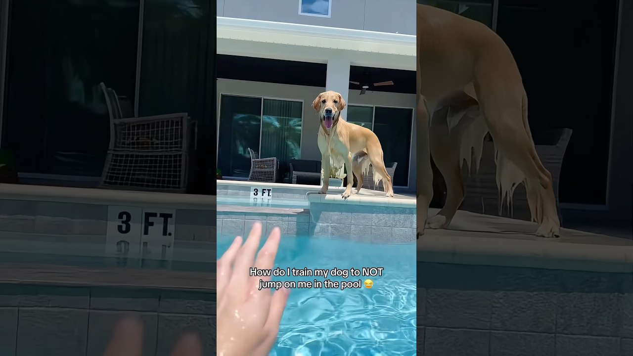 Pool-craving dog 😂🤣🐶#dog #fyp #foryou #dogsoftiktok #funnyvideos #pet #tiktok #funnydog