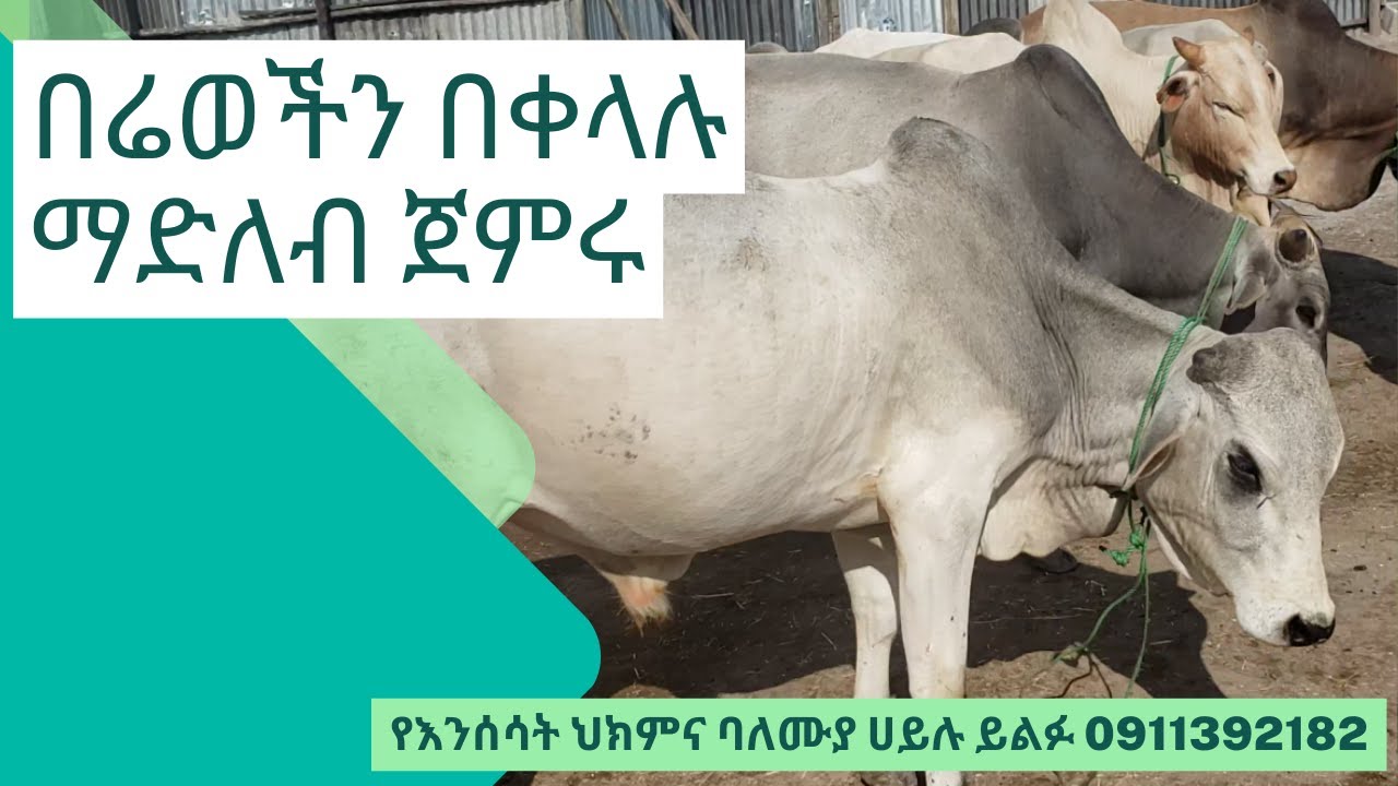 በሬወችን በቀላሉ ማድለብ ጀምሩ