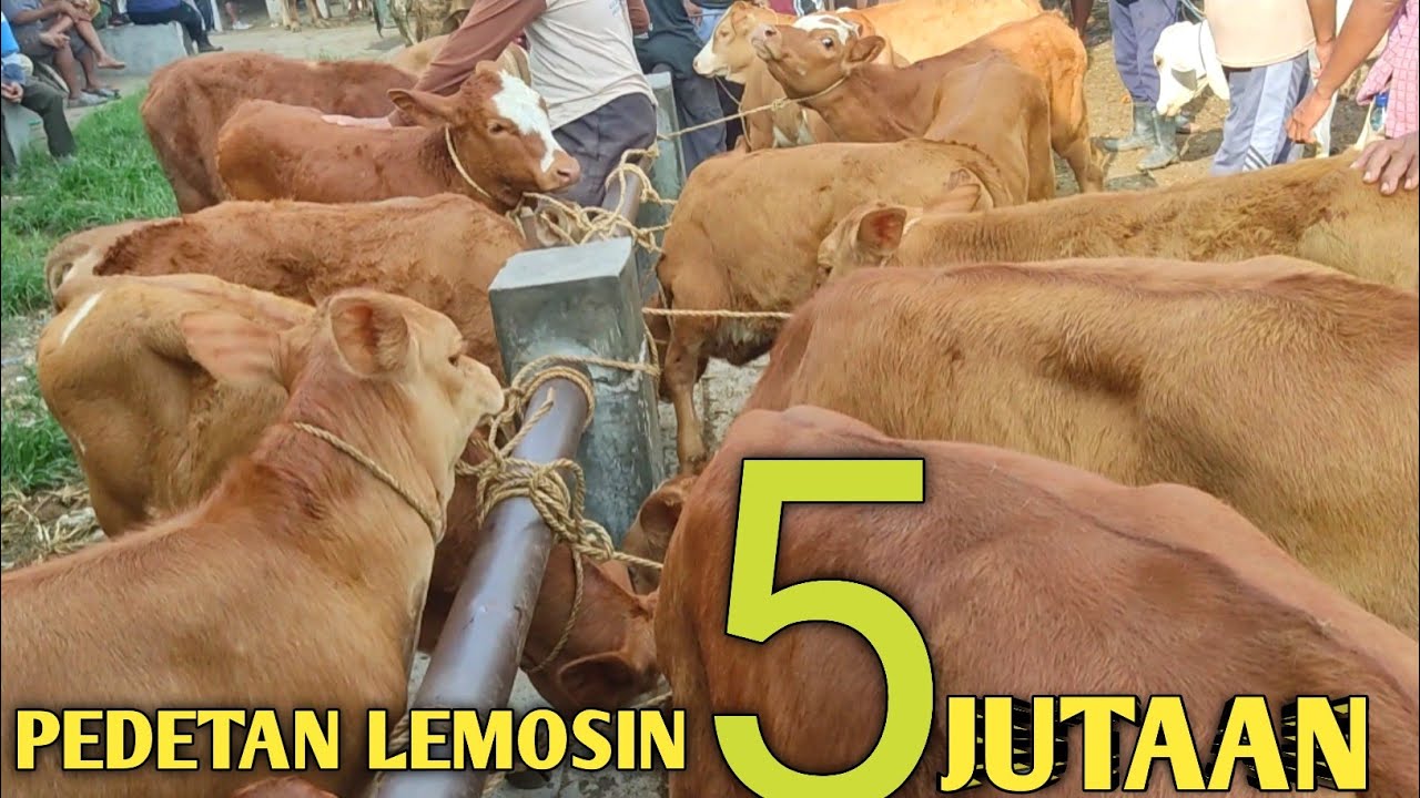 Harga Pedetan Terbaru Dipasar Kliwon Wirosari Jawa Tengah || Harga Pedetan Betina 5 Jutaan ||Pedetan