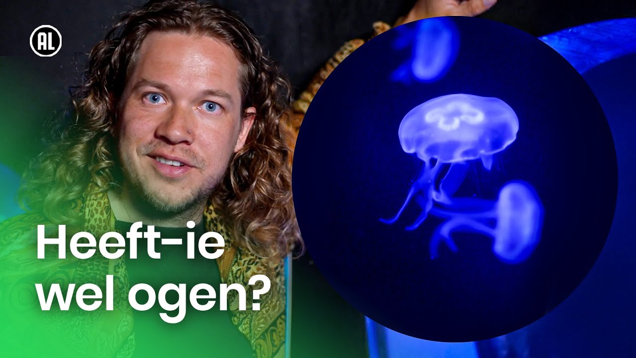 Hoe kijkt een kwal? | Anders kijken