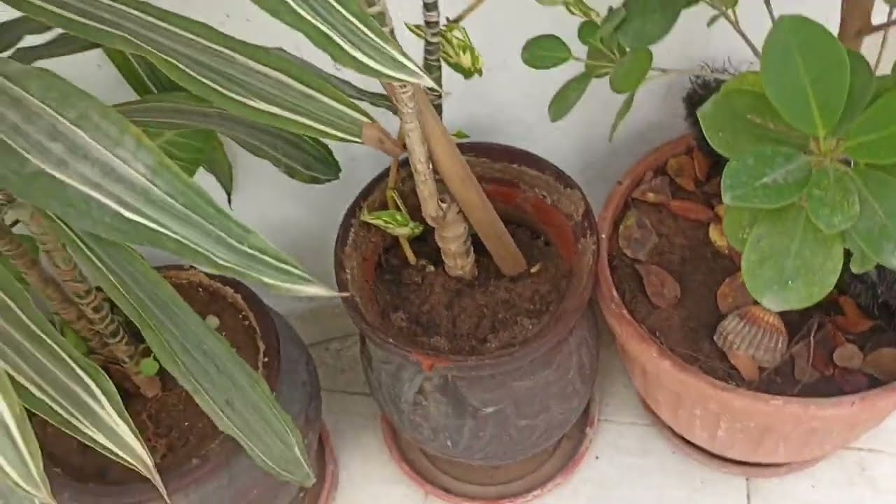 تجهيز محابق من جديد للزرعة التانية🫑🌴