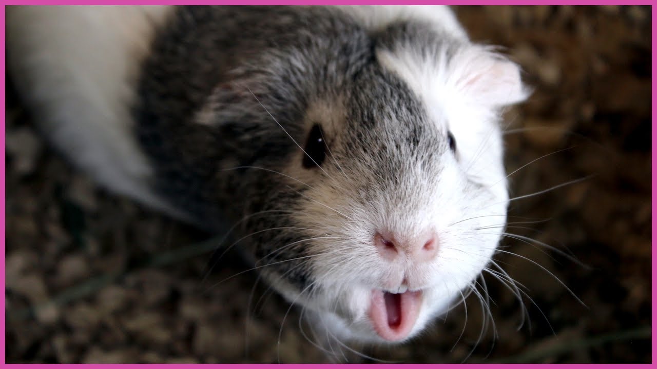 Happy guinea pig noises
