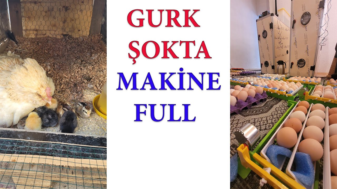 Makineye Yumurta Yükledim - Gurkun Altına Civciv İlavesi Yaptım