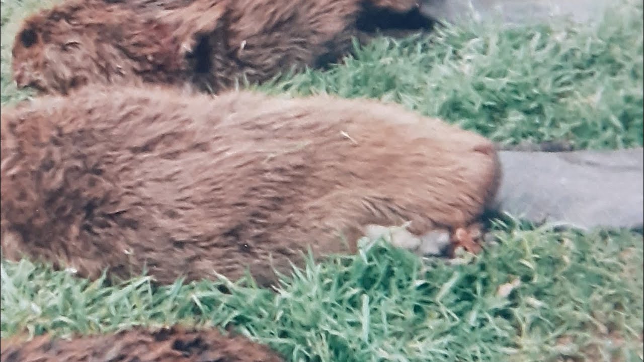 Foot Snaring Beaver. #trapping #trapper #beavertrapping #beavercontrol dale billingsley trapper