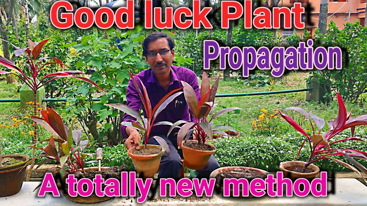 How to multiply Cordyline fruticosa , The Good luck Plant, in an innovative way