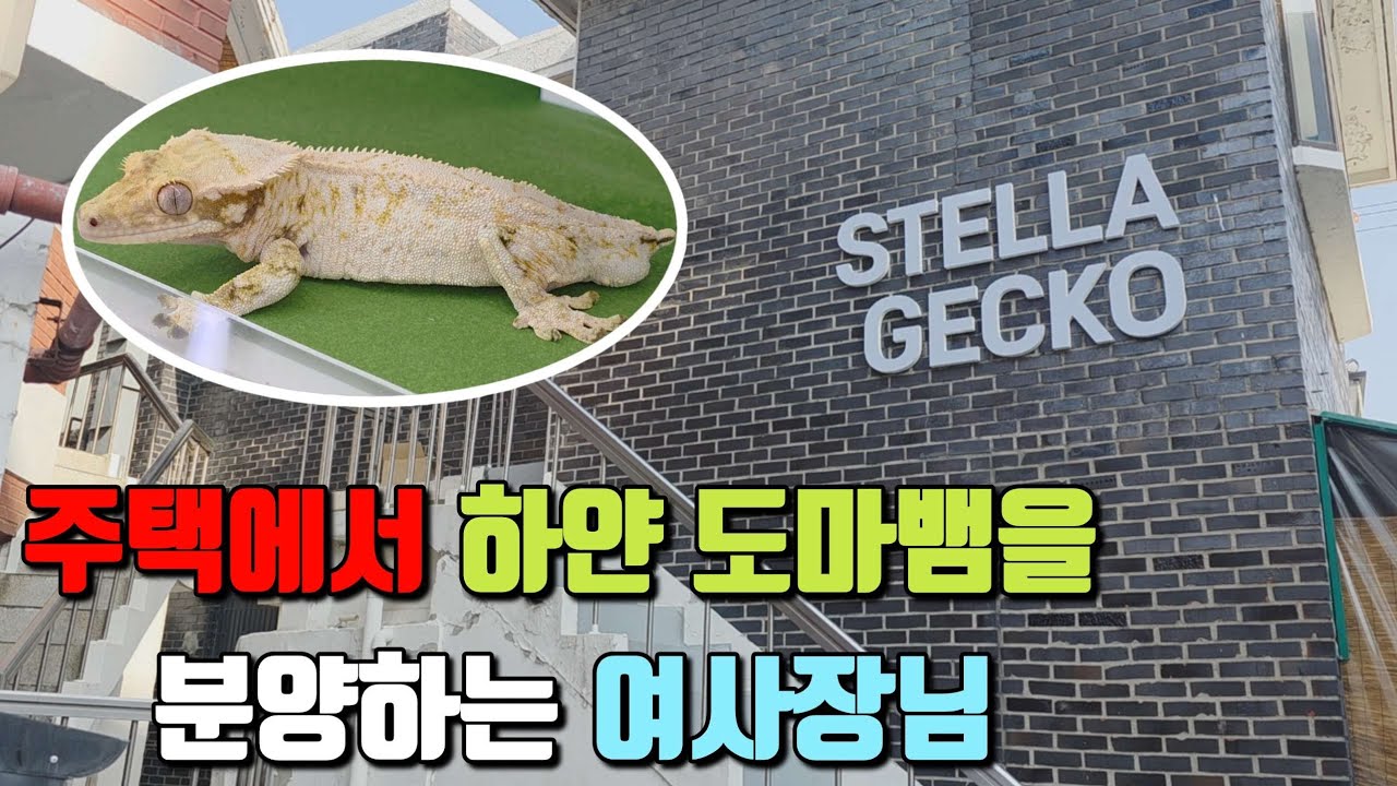 300마리 도마뱀을 주택에서 분양하는 여사장님(스텔라게코 in Seoul )