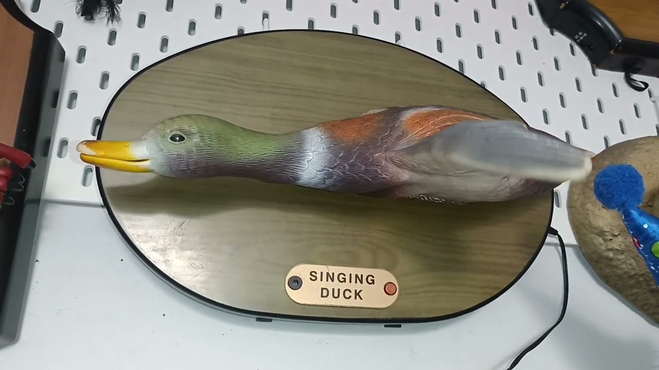 singing duck (After repair) 2