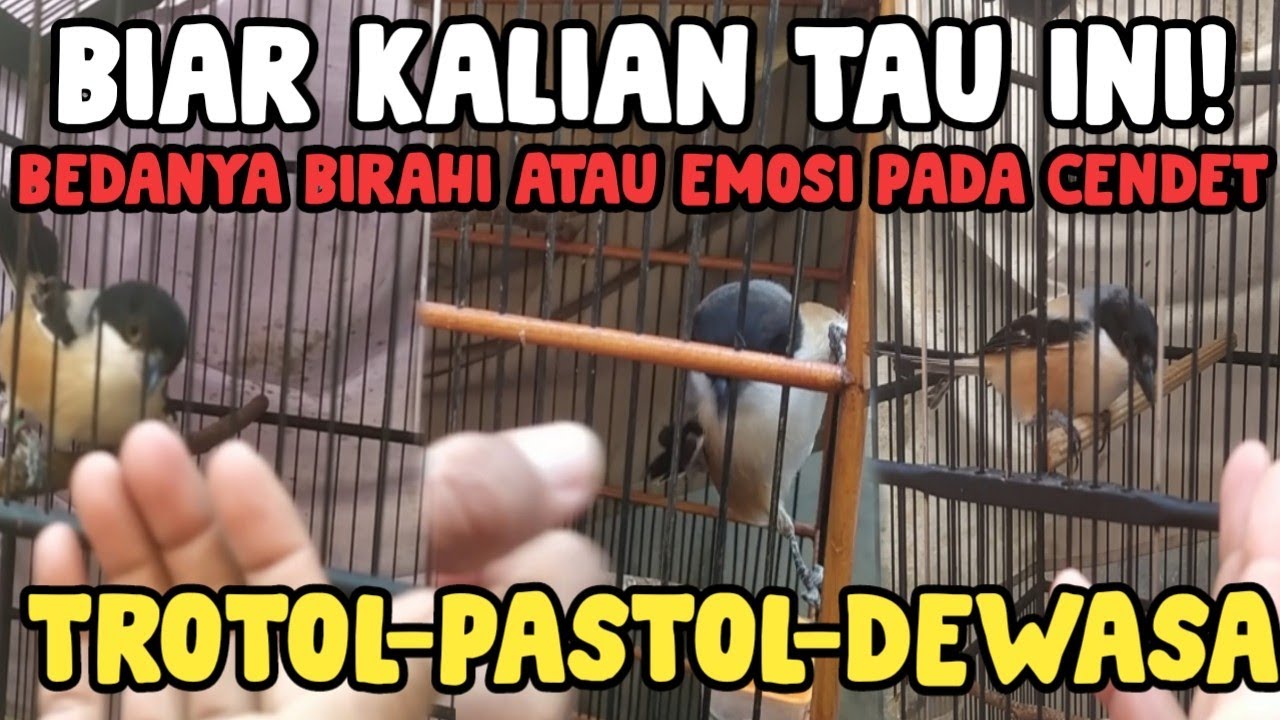 Ciri-ciri Birahi Dan Emosi Pada Cendet TROTOL-PASTOL-DEWASA!