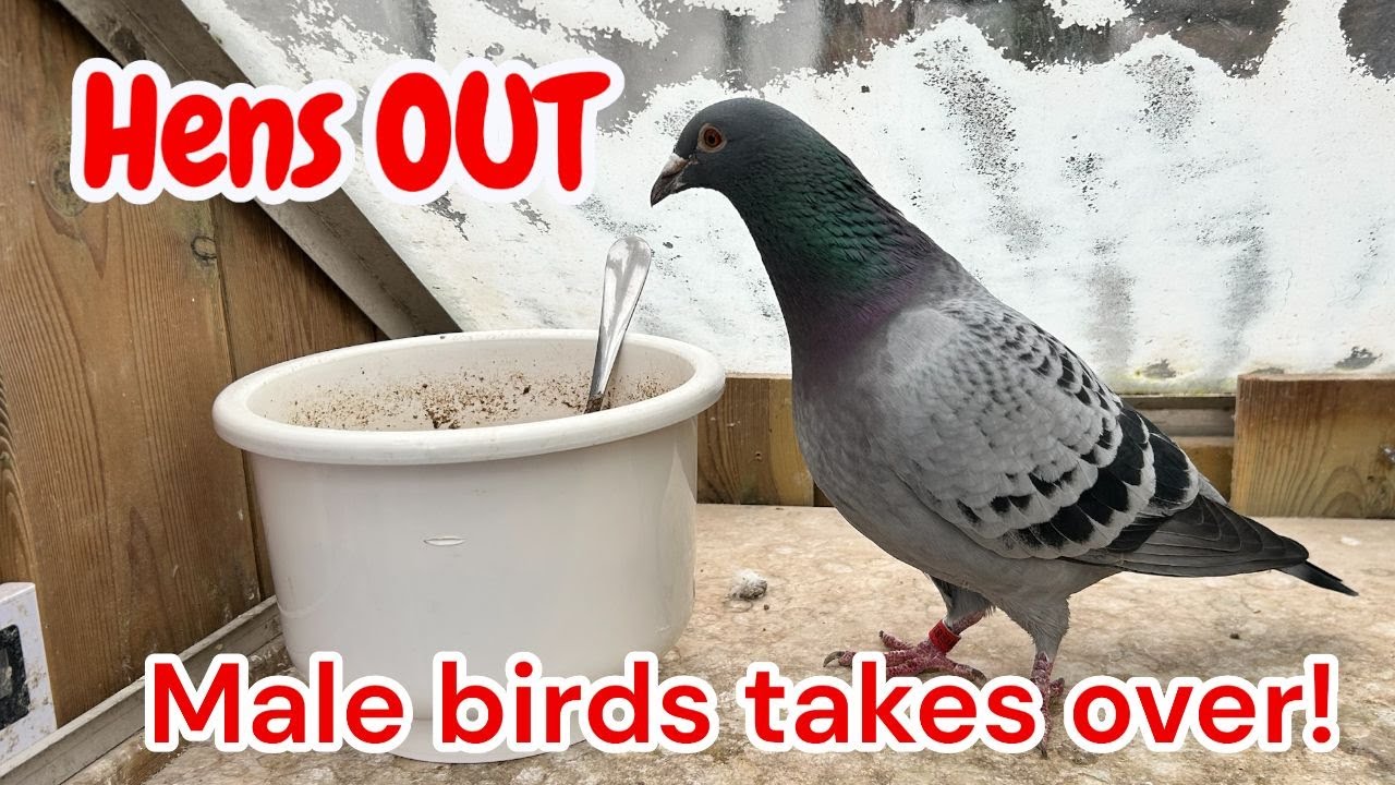 Hens OUT Male birds takes over | Breeding Racing Pigeons |
