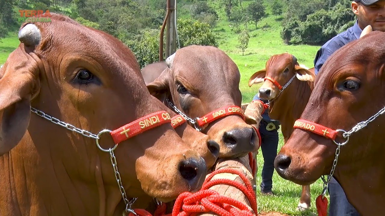 TERRA PECUÁRIA - SINDI CERRADO 2020