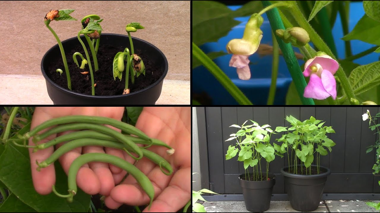 Faire pousser des Haricots verts en pot / Growing Green Beans in a Pot