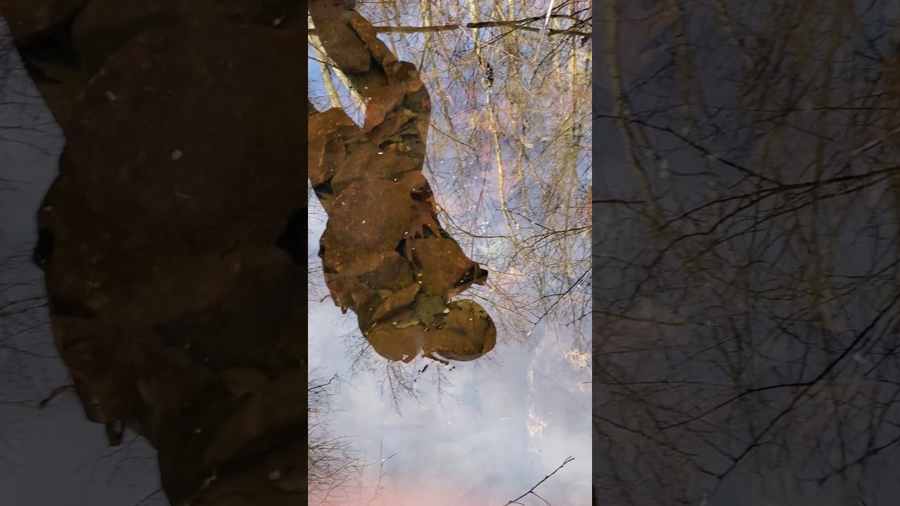 spotted salamander spermatophores and eggs