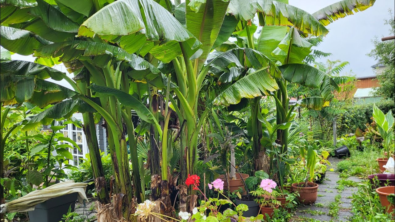 Video mit weiteren Pflanzen wie Orchidee, Yucca, Colocasia pink china und mehr.