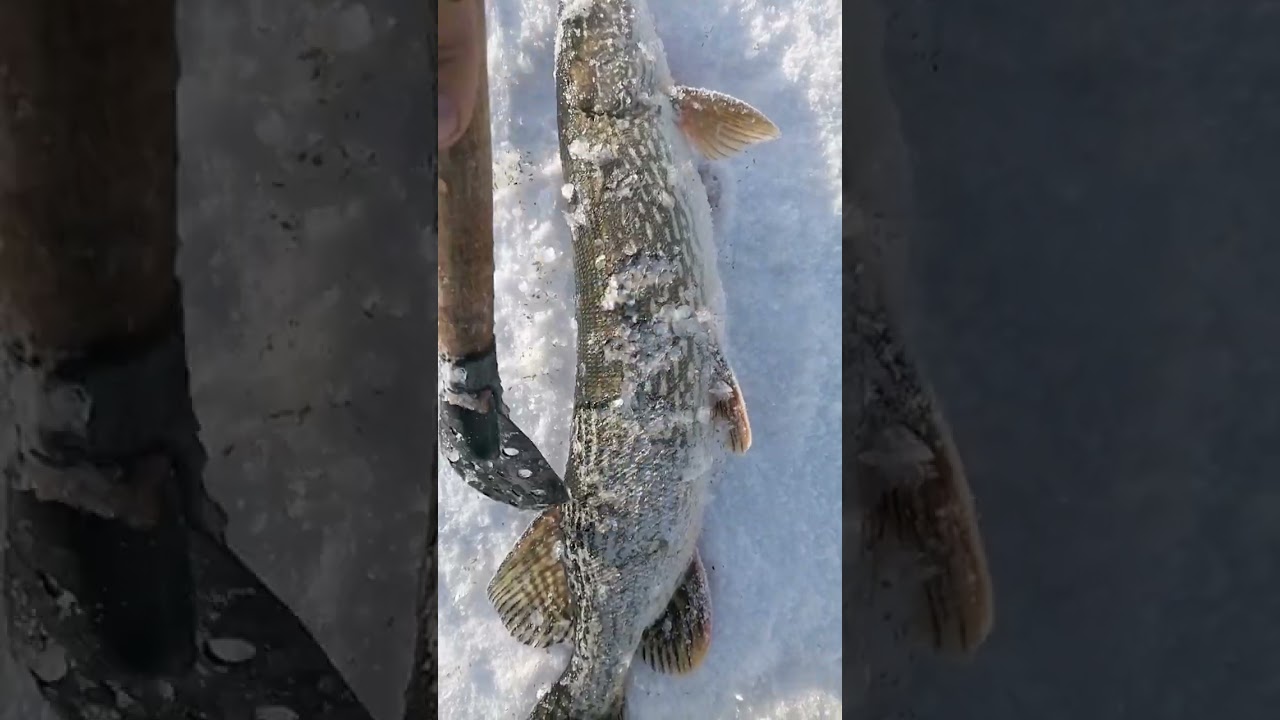 Щука на #жерлицы.
