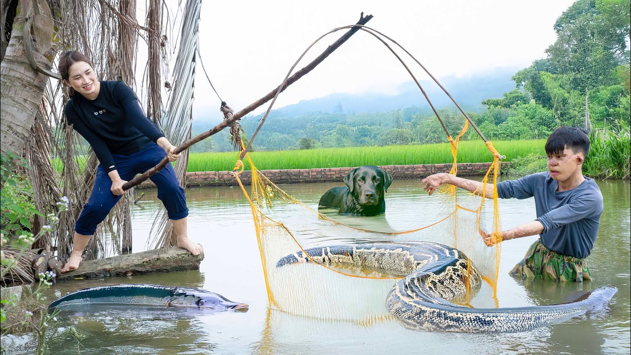 Smart Dog Drag Net To Harvest Anaconda Python - Use 3-wheeled Truck To Transport Go To Market Sell