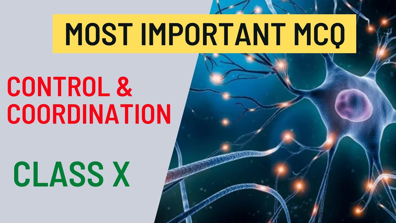 Control and Coordination MCQ | Control & Coordination Class 10 Biology MCQ | Important MCQ | CBSE X